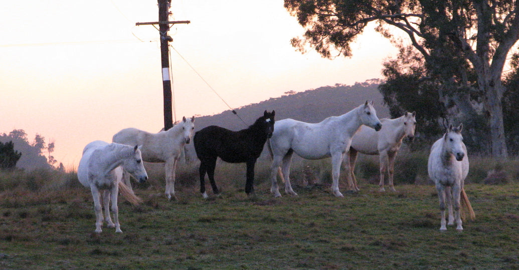Organic Horse and Pet Care