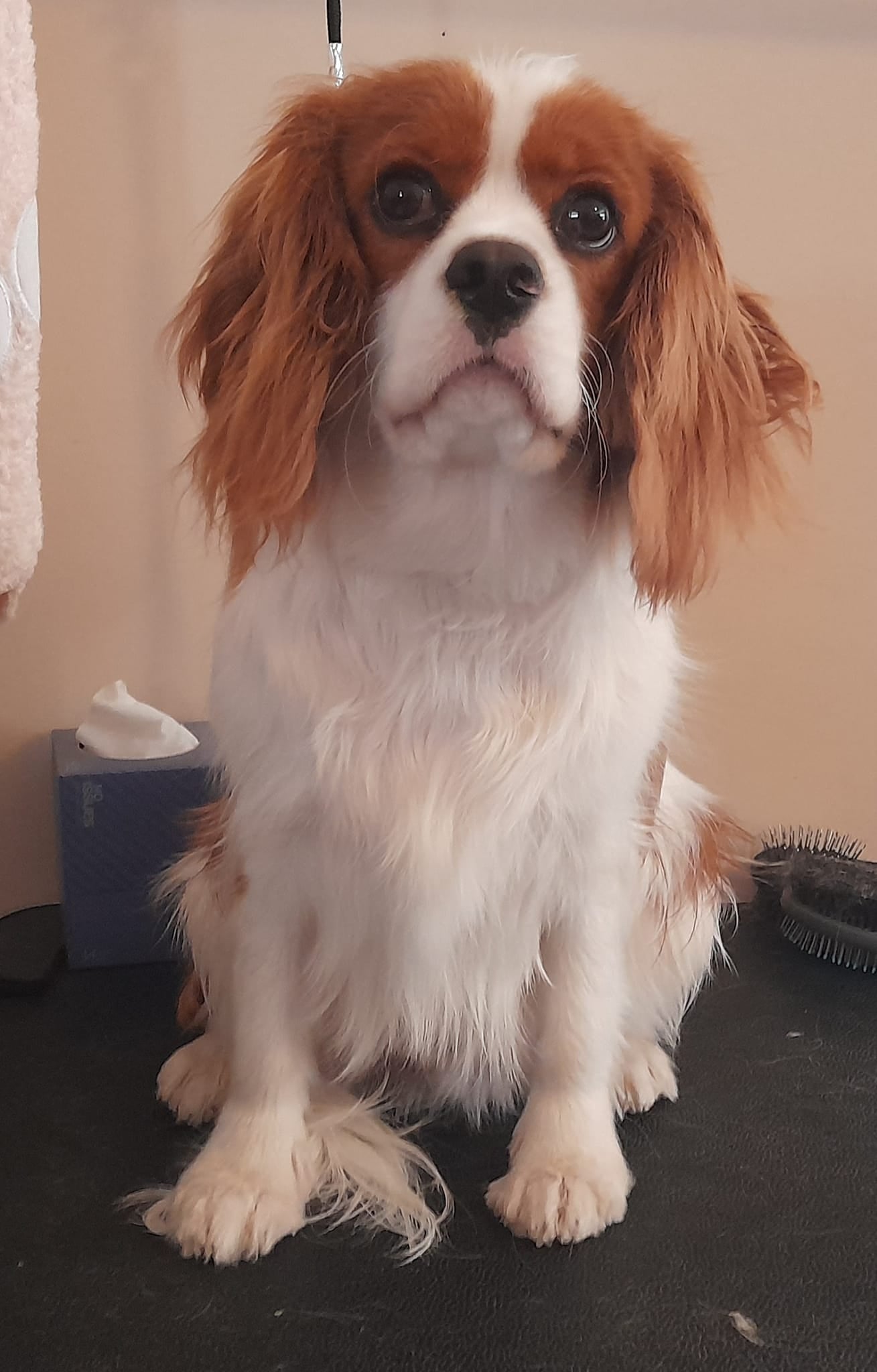 Jake's Formulation Organic Pet Shampoo