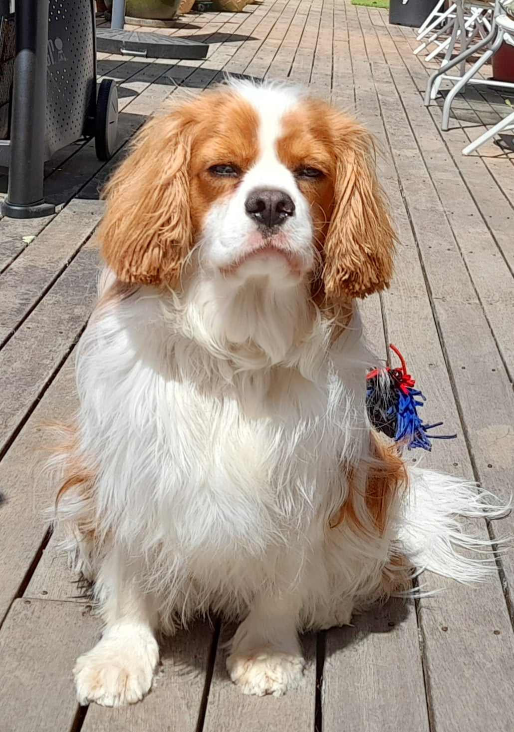 Jake's Formulation Organic Pet Shampoo