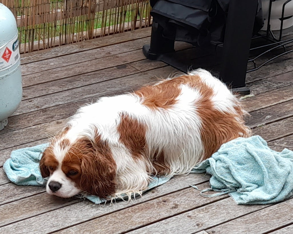Indi's Formulation Organic Pet Shampoo