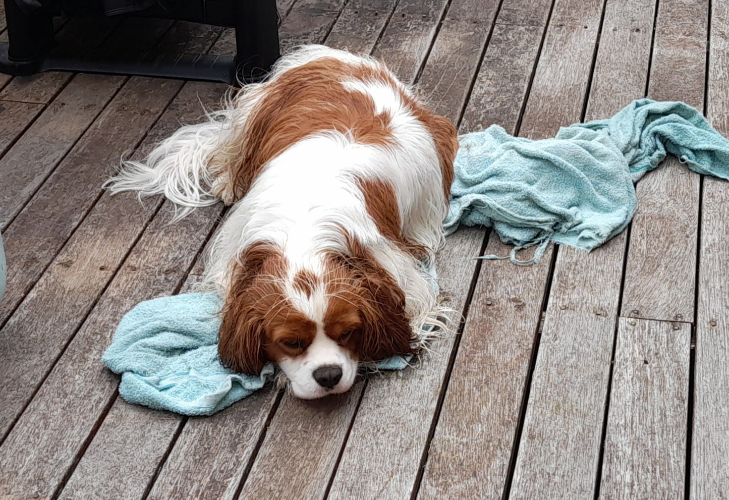 Jake's Formulation Organic Pet Shampoo