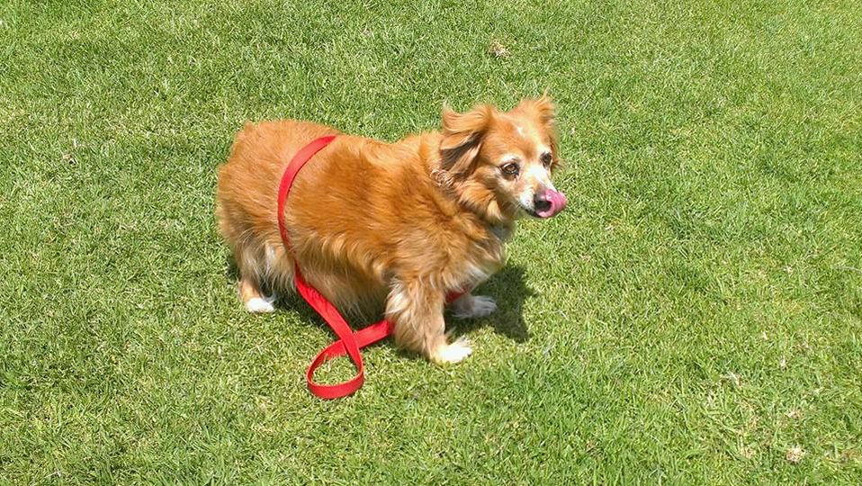 Indi's Formulation Organic Pet Shampoo