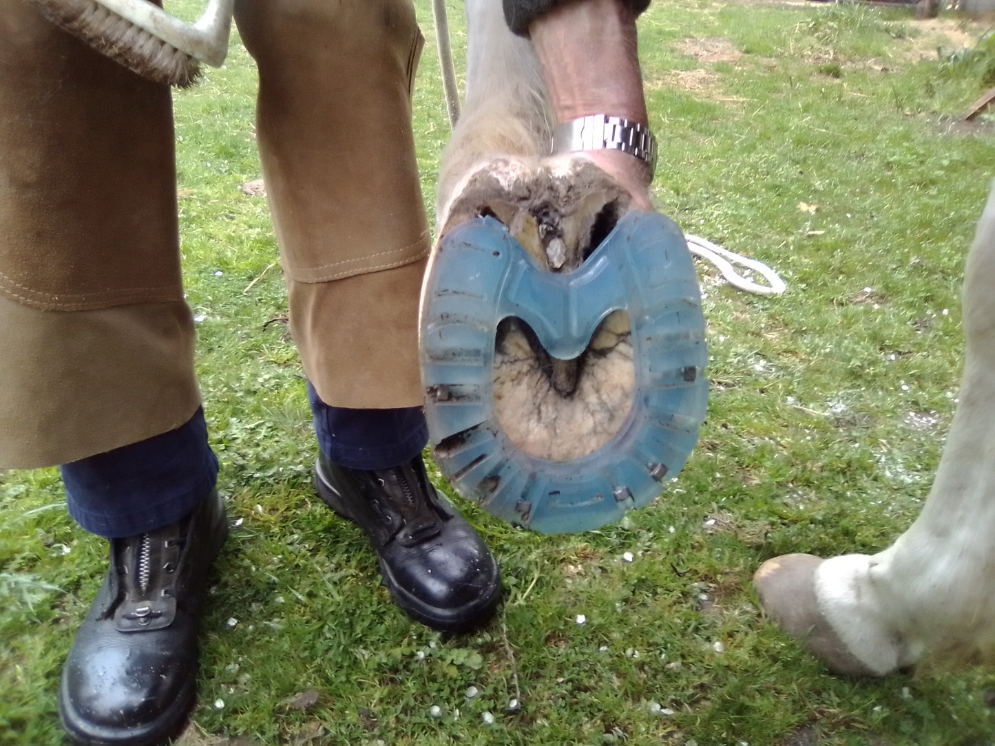 Equine Dog & Goat Services - Hoof Care, Massage and Manipulation