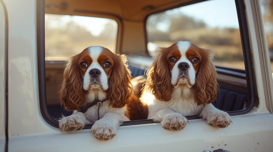 11-2025 Nashama Equine Wellness Farm Shop Newsletter