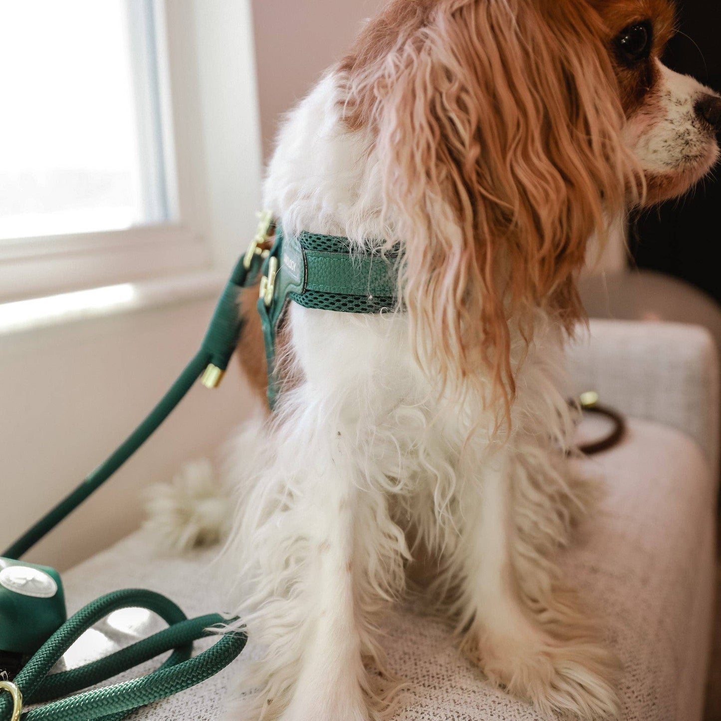 CAVOLOGY EASY-O STEP IN HARNESS - Forest Green: L