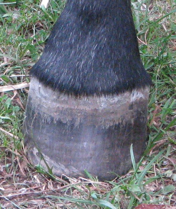 Equine Dog & Goat Services - Hoof Care, Massage and Manipulation