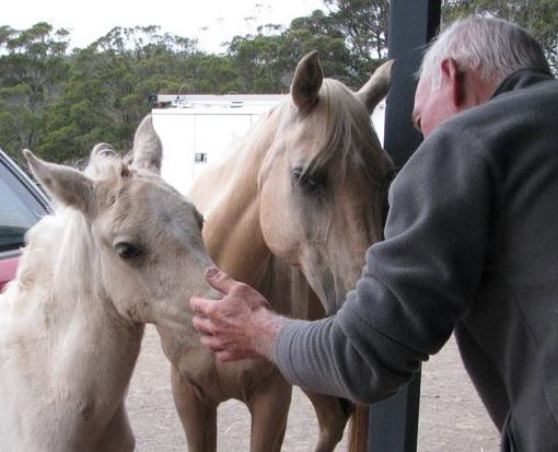Equine Dog & Goat Services - Hoof Care, Massage and Manipulation