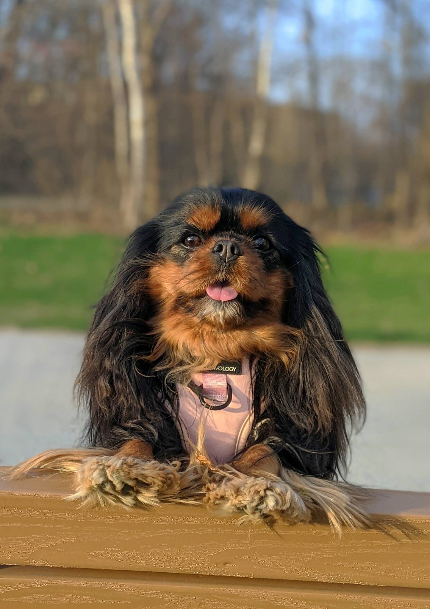 CAVOLOGY DOG HARNESS ADJUSTABLE NECK - Pink L