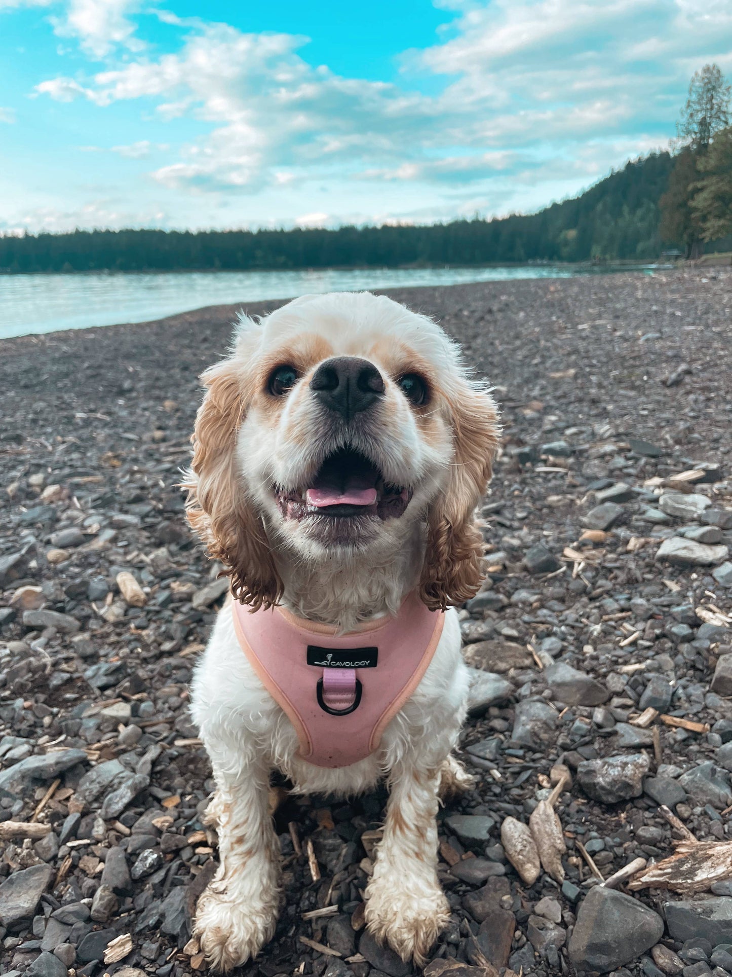CAVOLOGY DOG HARNESS ADJUSTABLE NECK - Pink L