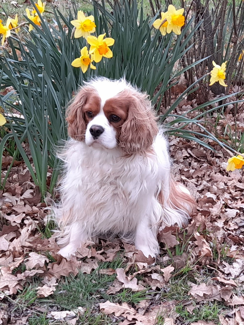 Equine Dog & Goat Services - Hoof Care, Massage and Manipulation