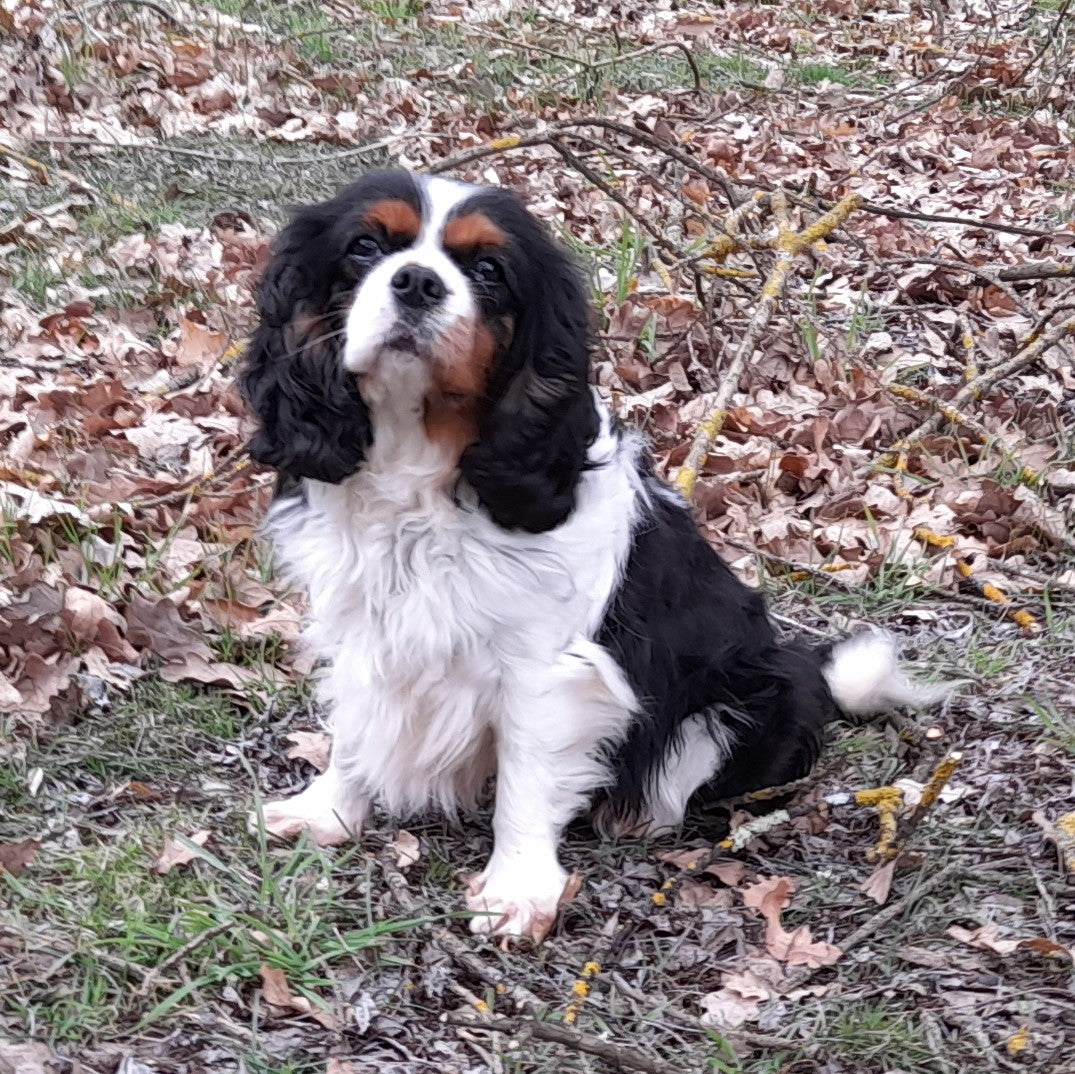 Equine Dog & Goat Services - Hoof Care, Massage and Manipulation