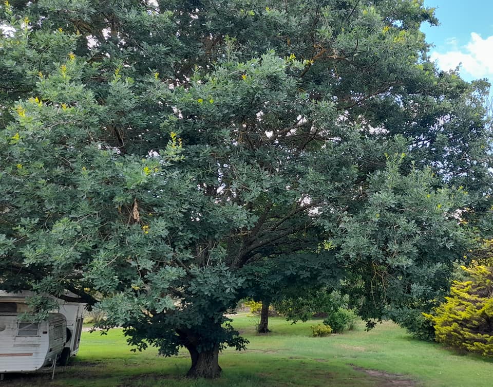 Altar Cloth - Tree of Life