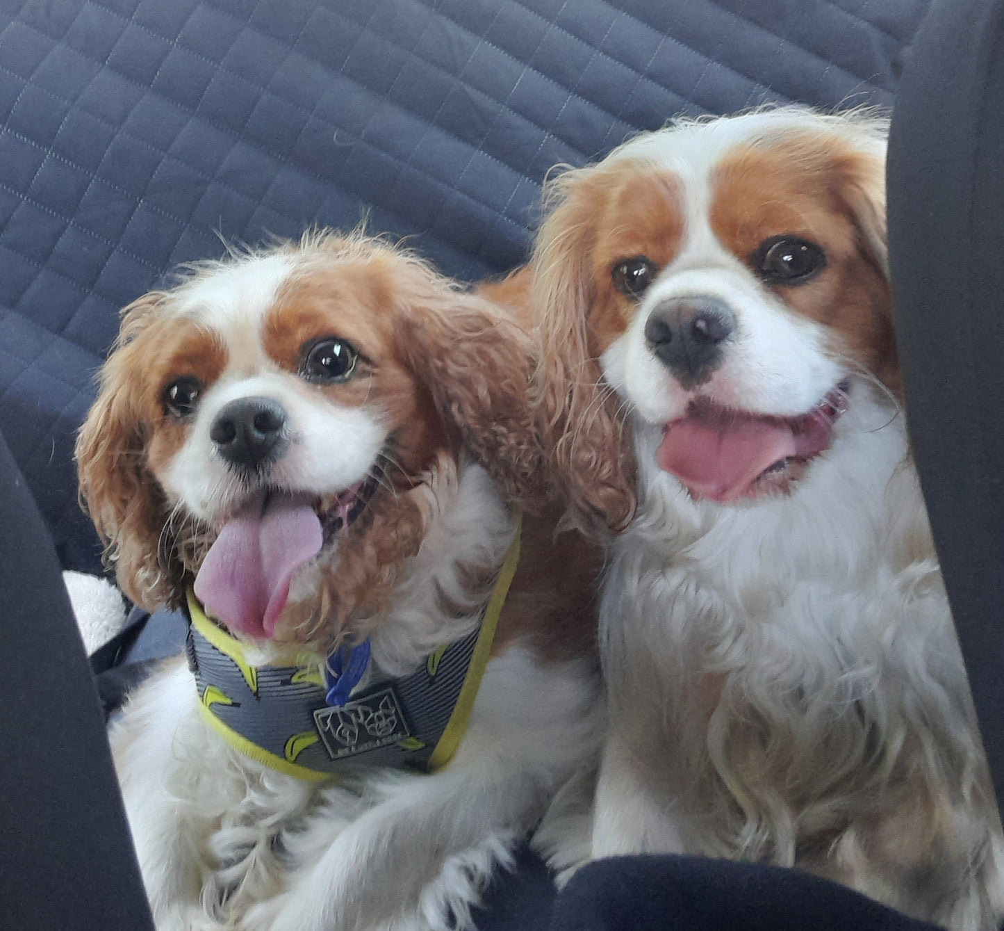 Equine Dog & Goat Services - Hoof Care, Massage and Manipulation