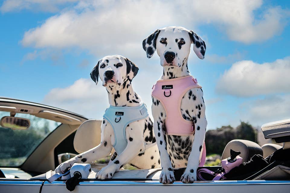 CAVOLOGY DOG HARNESS ADJUSTABLE NECK - Light Blue L
