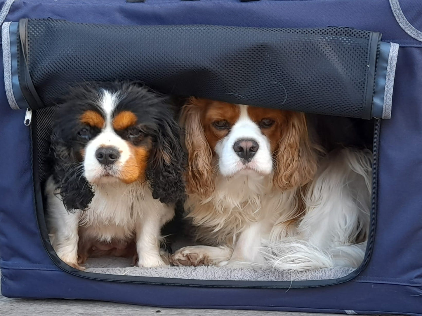 Equine Dog & Goat Services - Hoof Care, Massage and Manipulation