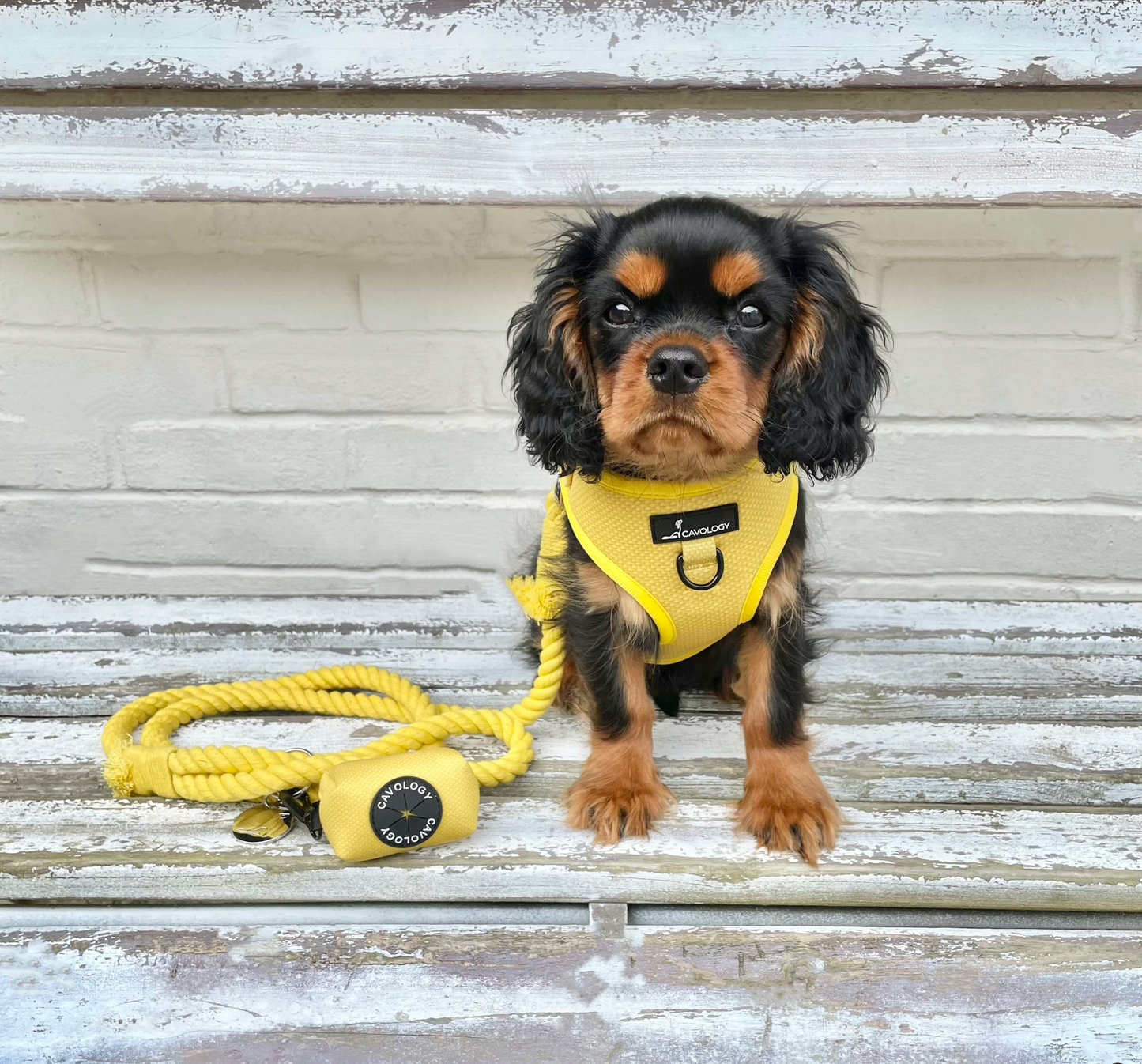 CAVOLOGY DOG HARNESS ADJUSTABLE NECK - Hey Sunshine L