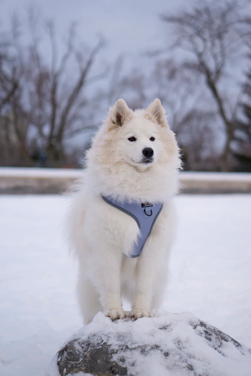 CAVOLOGY DOG HARNESS ADJUSTABLE NECK - Whistler (Grey) L