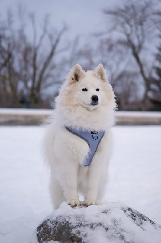 CAVOLOGY DOG HARNESS ADJUSTABLE NECK - Whistler (Grey) L