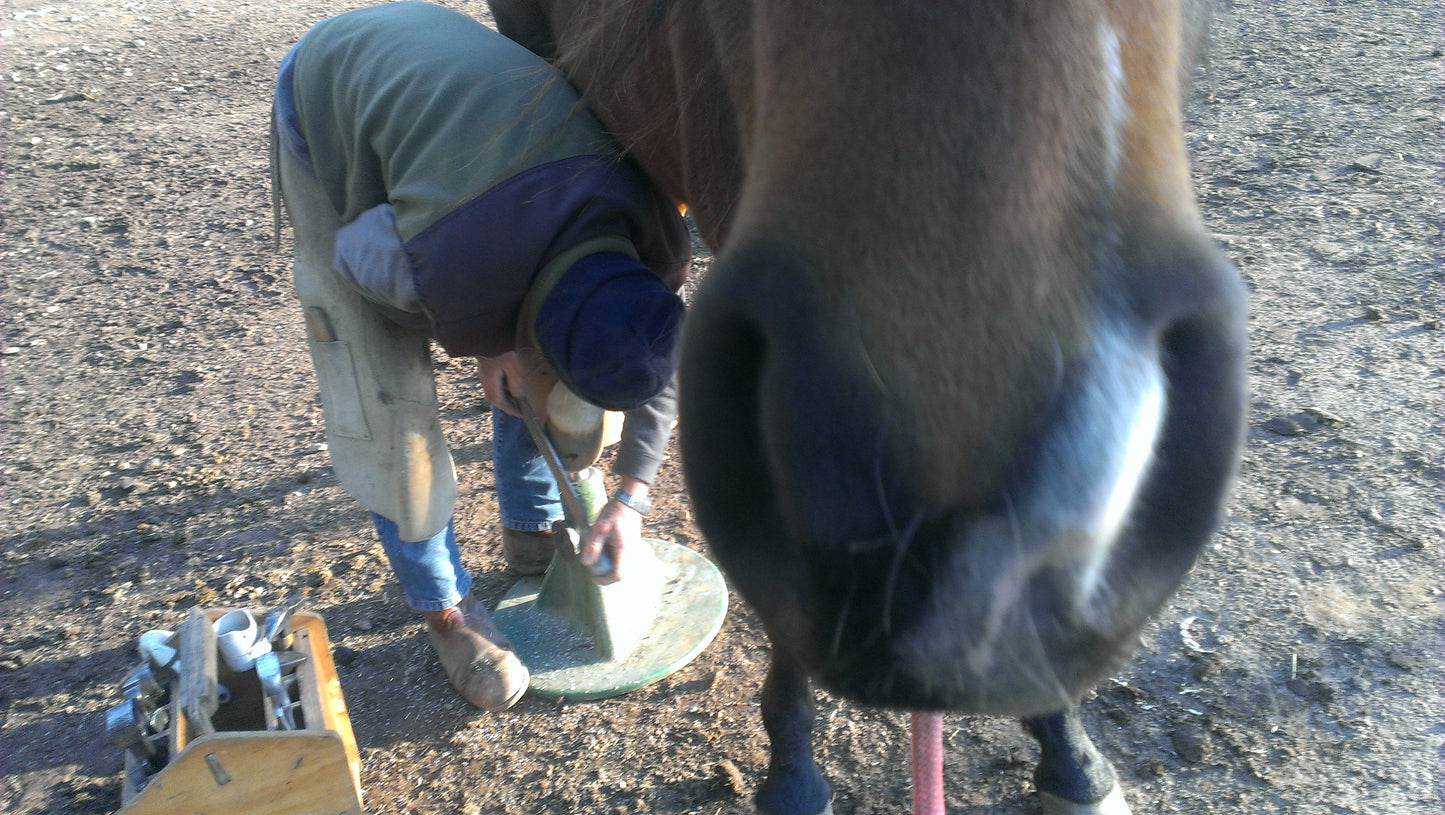 Equine Dog & Goat Services - Hoof Care, Massage and Manipulation
