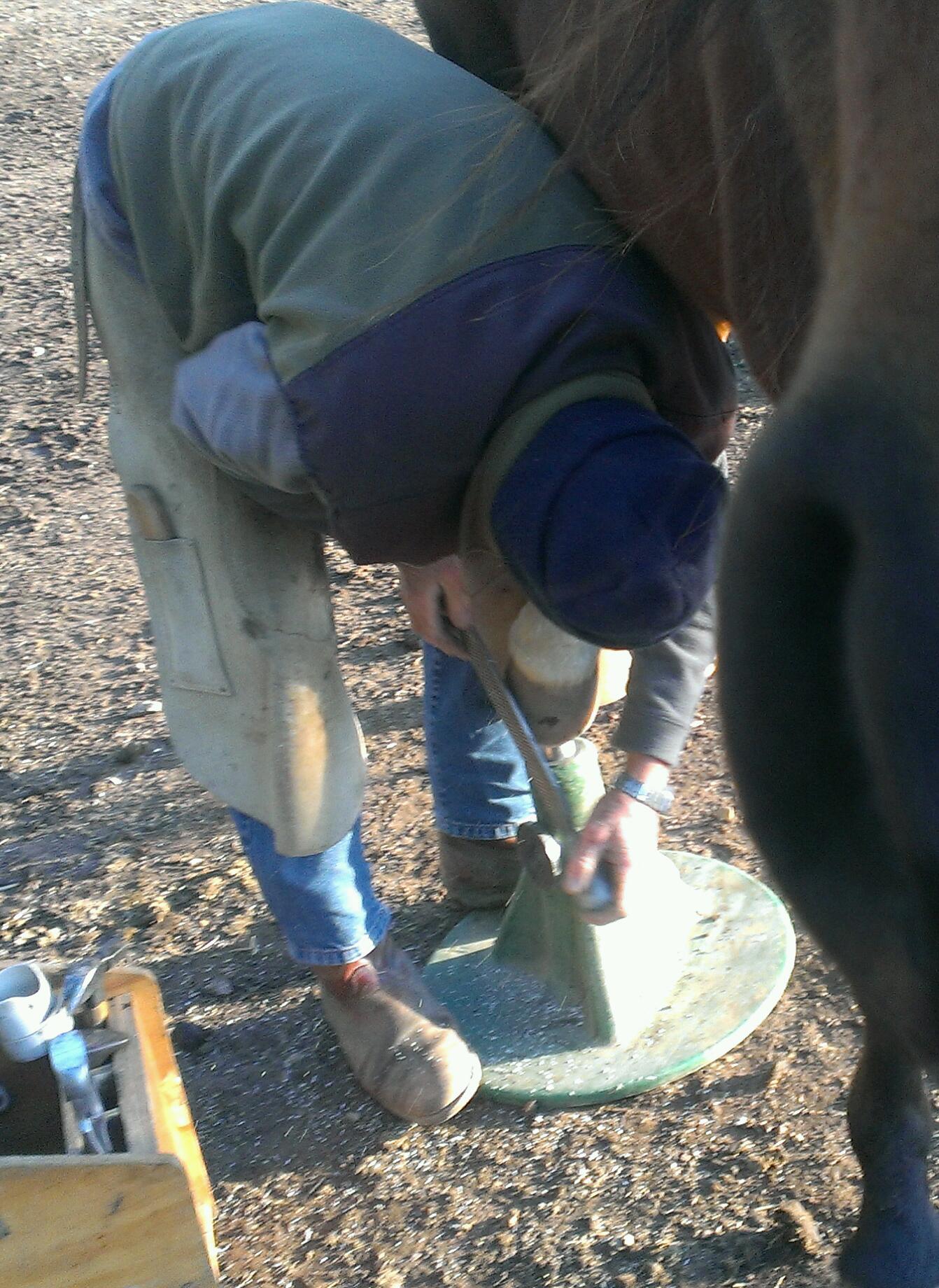 Equine Dog & Goat Services - Hoof Care, Massage and Manipulation
