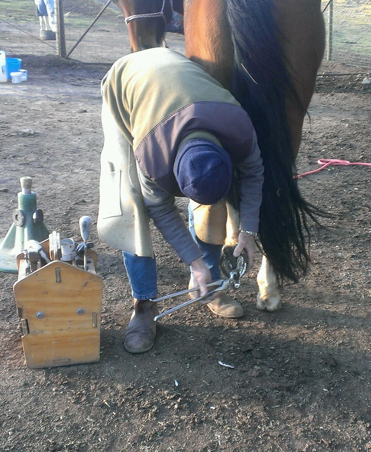 Equine Dog & Goat Services - Hoof Care, Massage and Manipulation