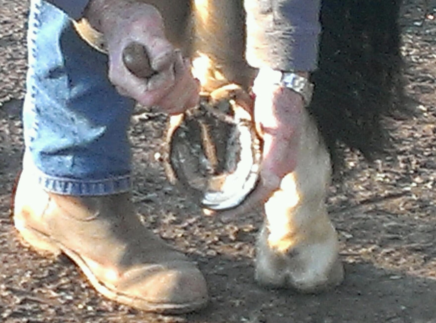 Equine Dog & Goat Services - Hoof Care, Massage and Manipulation