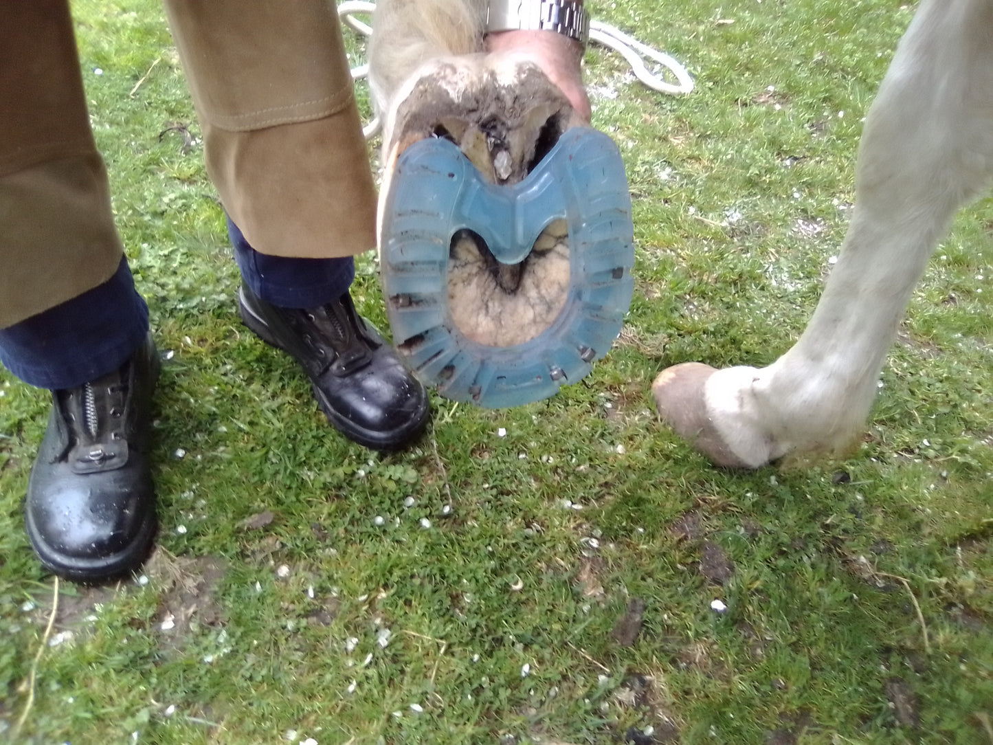 Equine Dog & Goat Services - Hoof Care, Massage and Manipulation