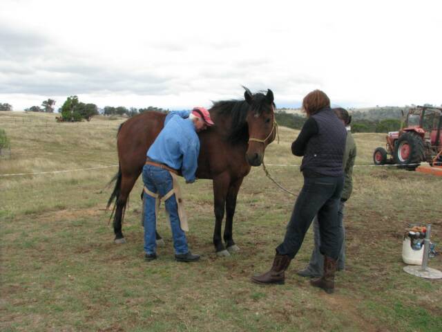 Equine Dog & Goat Services - Hoof Care, Massage and Manipulation
