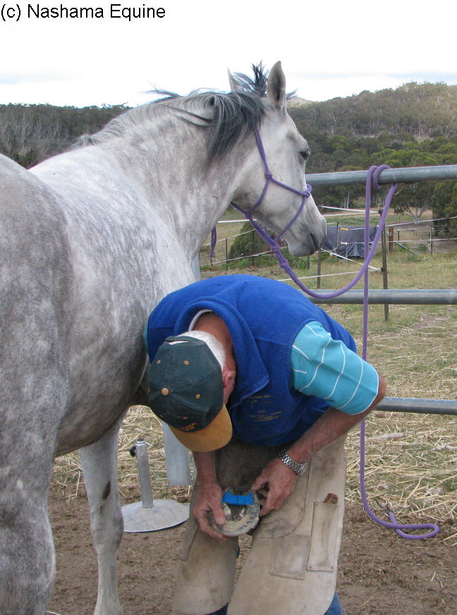 Equine Dog & Goat Services - Hoof Care, Massage and Manipulation