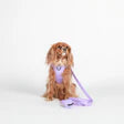CAVOLOGY DOG HARNESS ADJUSTABLE NECK - Lavender L