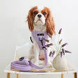 CAVOLOGY DOG HARNESS ADJUSTABLE NECK - Lavender L