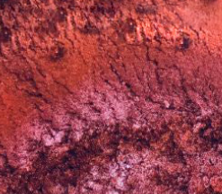 Nashama Vegan Lipstick