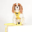 CAVOLOGY DOG HARNESS ADJUSTABLE NECK - Hey Sunshine L