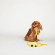 CAVOLOGY DOG HARNESS ADJUSTABLE NECK - Hey Sunshine L