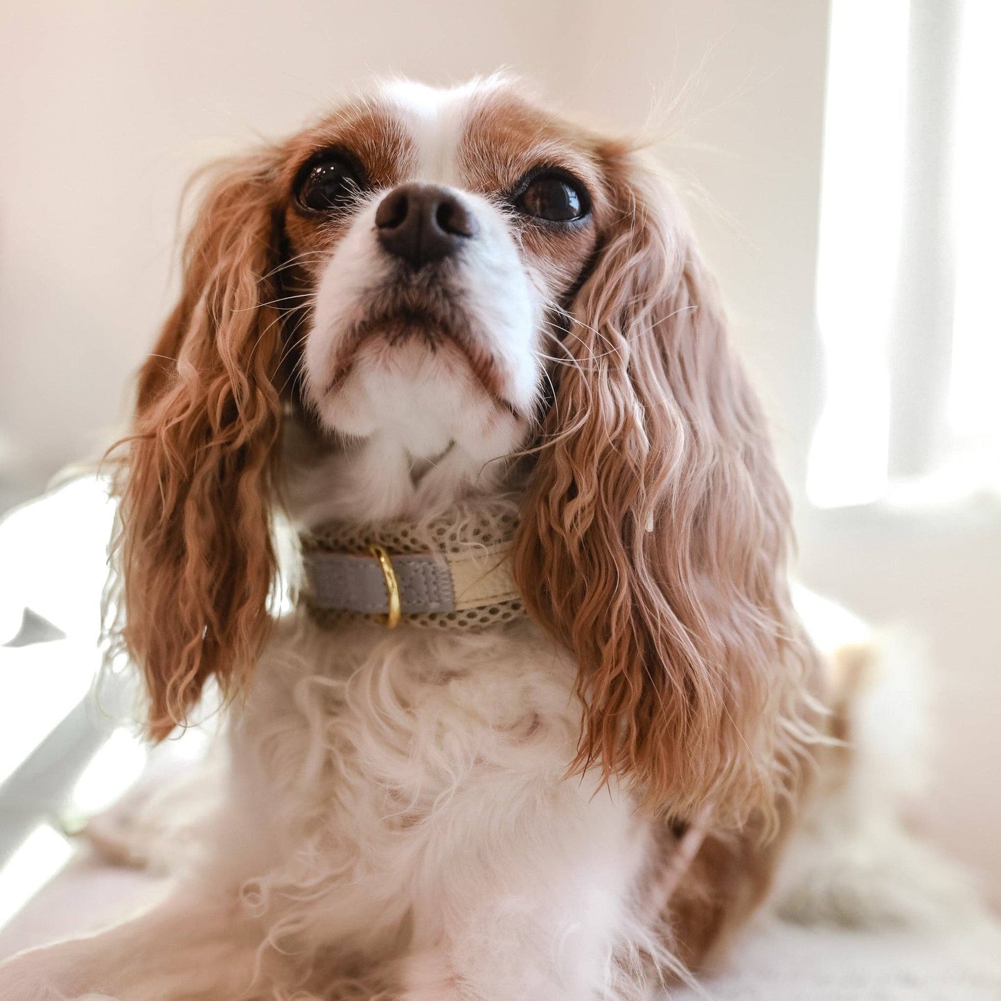 CAVOLOGY EASY-O STEP IN HARNESS - Vanilla Cream: M