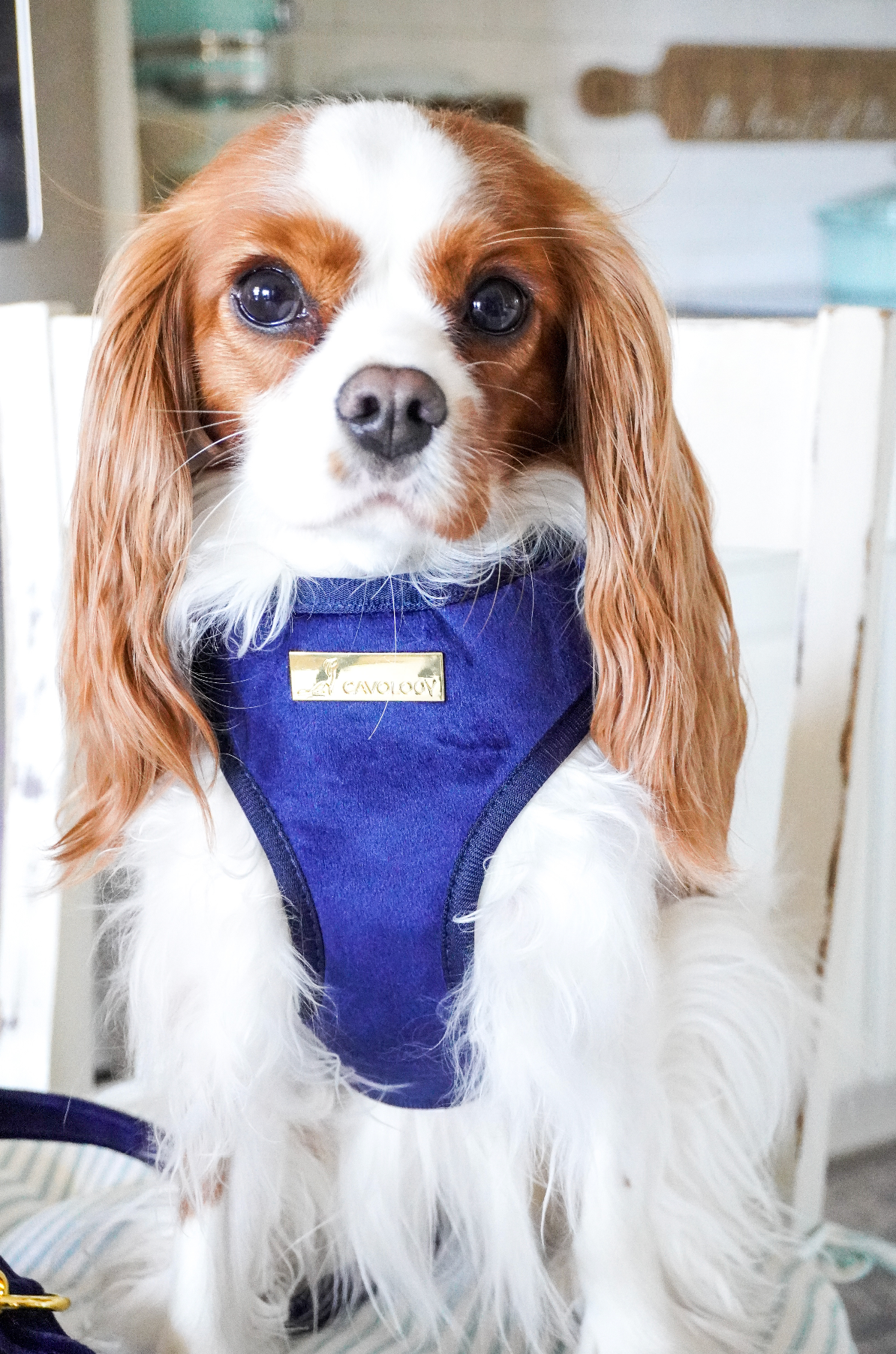 CAVOLOGY DOG HARNESS ADJUSTABLE NECK - Zermatt (Navy Blue) L
