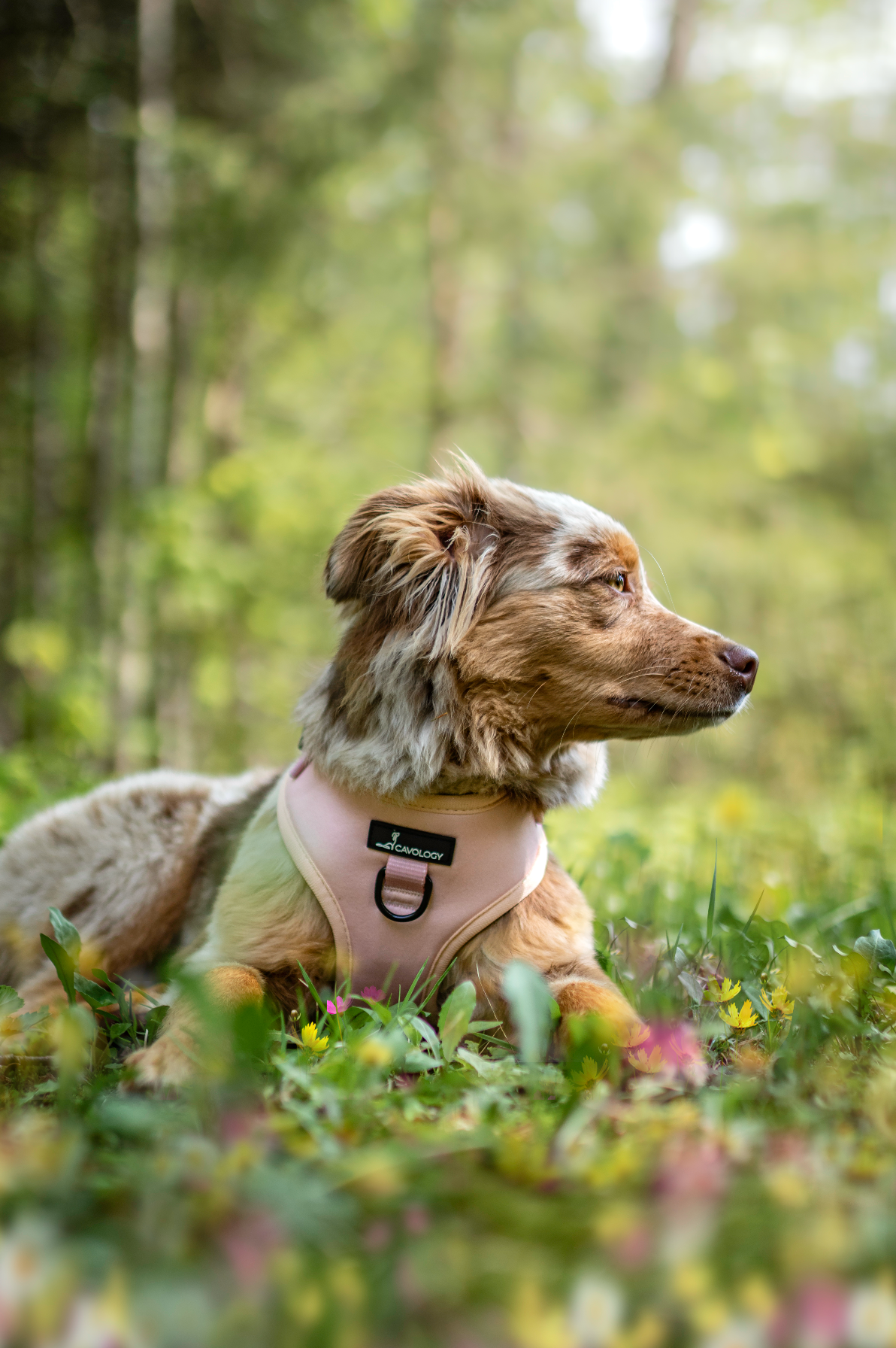 CAVOLOGY DOG HARNESS ADJUSTABLE NECK - Pink L