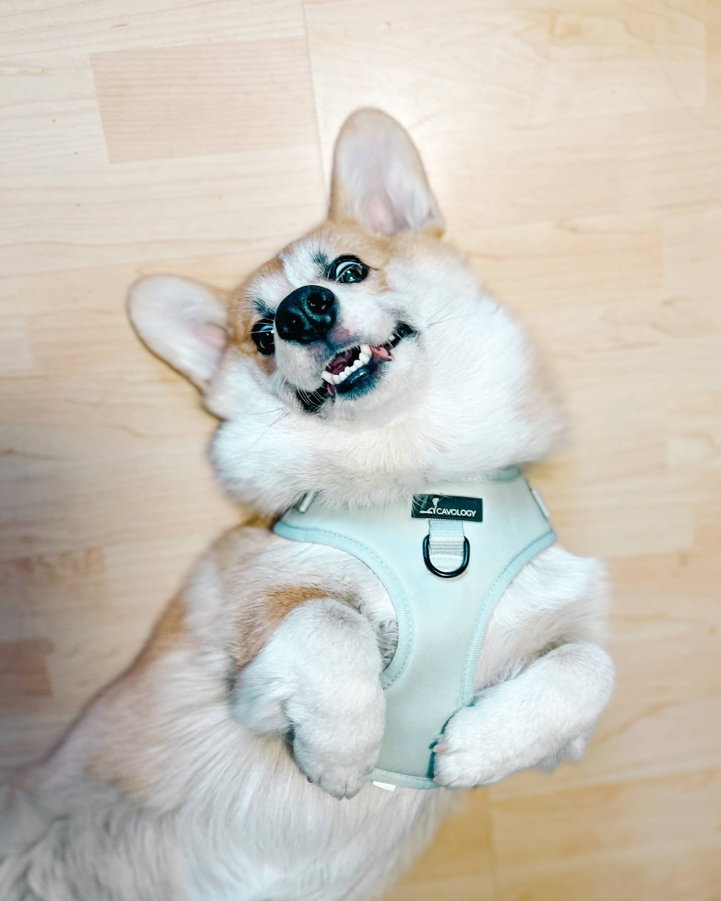 CAVOLOGY DOG HARNESS ADJUSTABLE NECK - Light Blue L