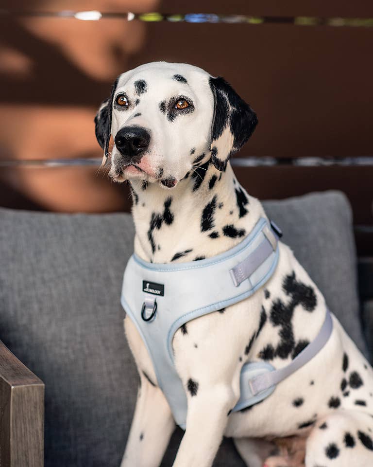 CAVOLOGY DOG HARNESS ADJUSTABLE NECK - Whistler (Grey) L