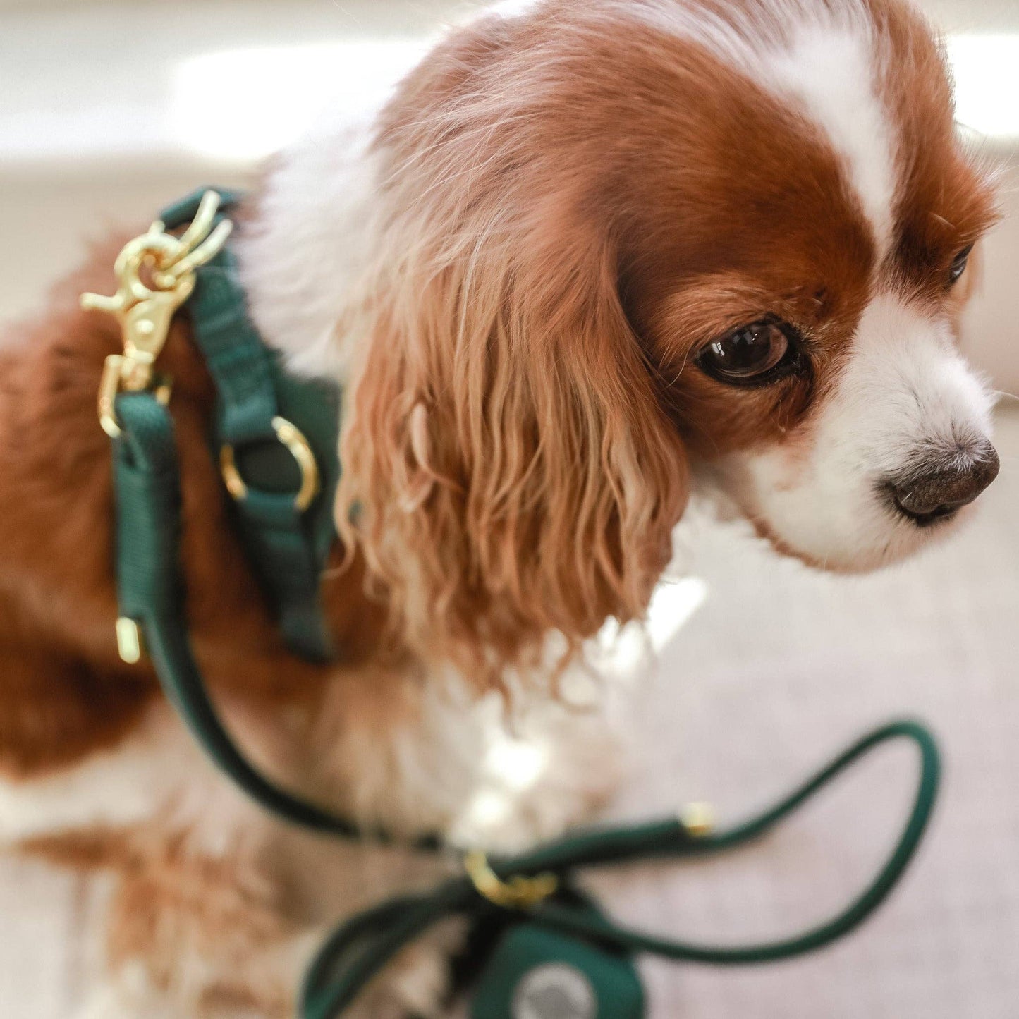 CAVOLOGY EASY-O STEP IN HARNESS - Forest Green: L